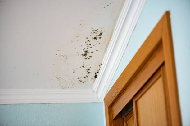Best Industrial Mold Remediation in Commerce, GA