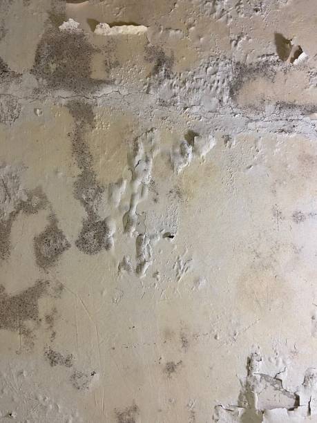 Best White Mold Remediation in Commerce, GA